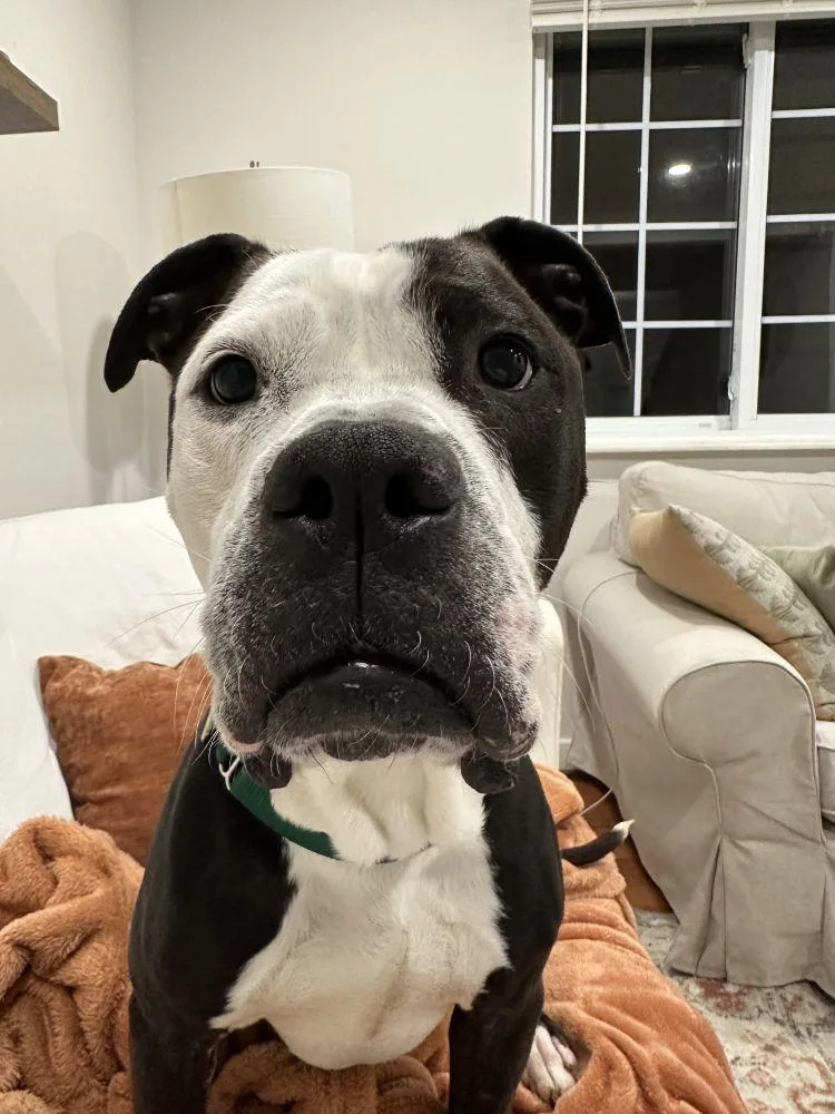 An adult large-sized male Black Mixed Breed dog named Jameson for adoption in Alexandria, VA