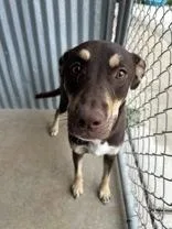 An adult medium-sized male Brown / Chocolate Terrier dog named Jasper for adoption in Cibolo, TX
