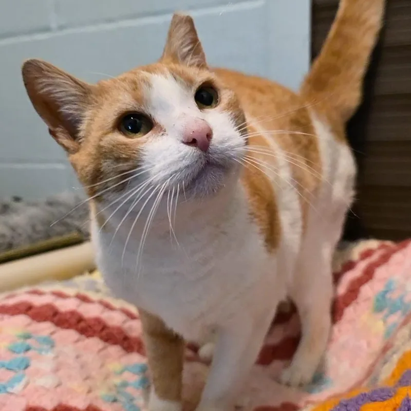 An adult medium-sized female Orange & White Domestic Short Hair cat named Kateri for adoption in Smithtown, NY