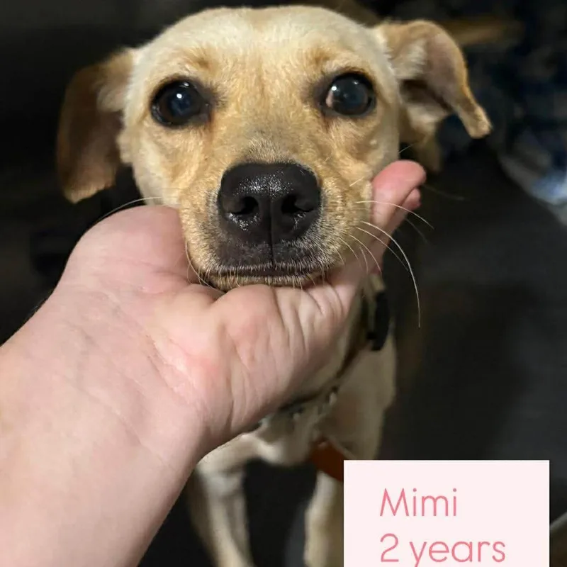 Mimi