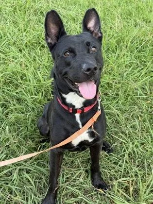 An adult large-sized male Mixed Breed dog named Zephyr for adoption in Kansas City, MO