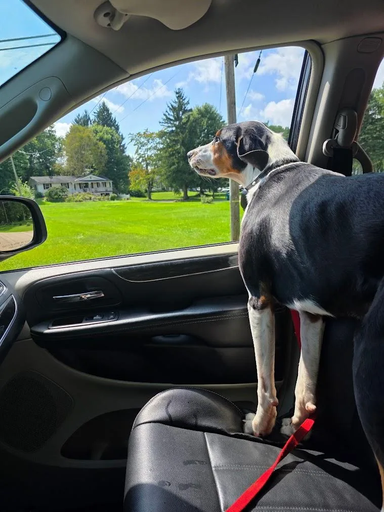 An adult large-sized male Tricolor (Brown, Black, & White) Treeing Walker Coonhound dog named Hank for adoption in Lisbon, OH