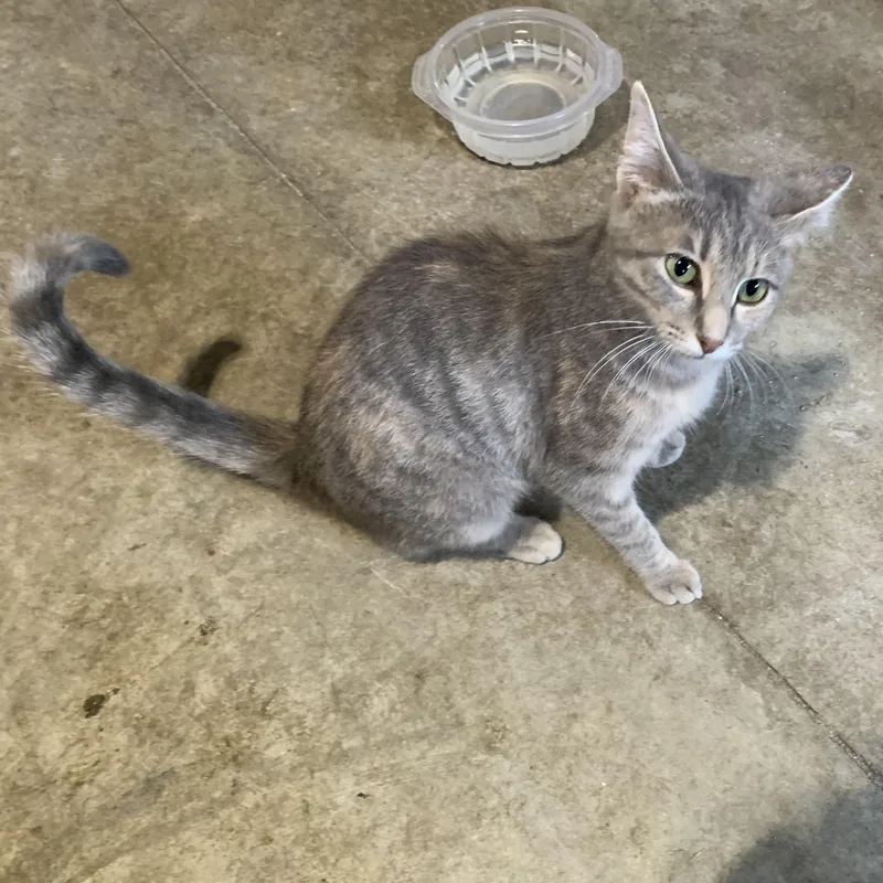 A baby medium-sized female Tabby (Gray / Blue / Silver) Domestic Short Hair cat named Farrah for adoption in Stockholm, WI