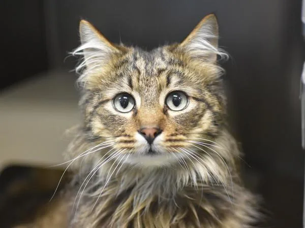 An adult medium-sized male Domestic Long Hair cat named Slinky for adoption in Portland, OR