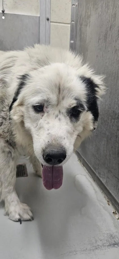 An adult large-sized female Great Pyrenees dog named Blondie for adoption in Edgewood, NM