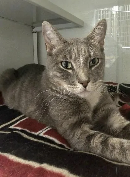 An adult small-sized male Domestic Short Hair cat named King Louis for adoption in Phoenix, AZ