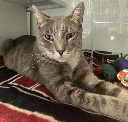 King Louis thumbnail 2