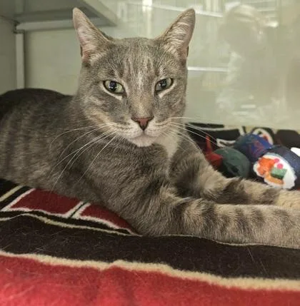 King Louis thumbnail 3