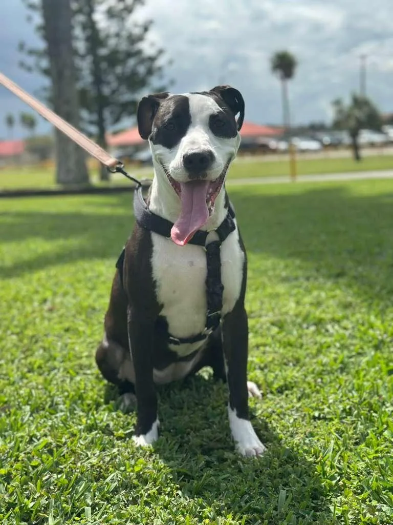 A young medium-sized female Black Terrier dog named Nalanala for adoption in Homestead, FL