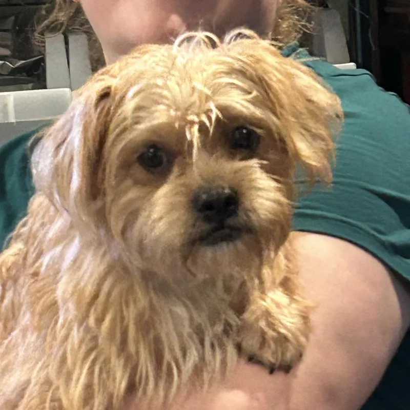 An adult small-sized female Yellow / Tan / Blond / Fawn Mixed Breed dog named Snug for adoption in Rockville, MD