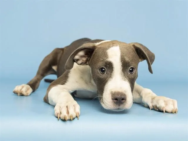 A baby small-sized male Pit Bull Terrier dog named John for adoption in Phoenix, AZ