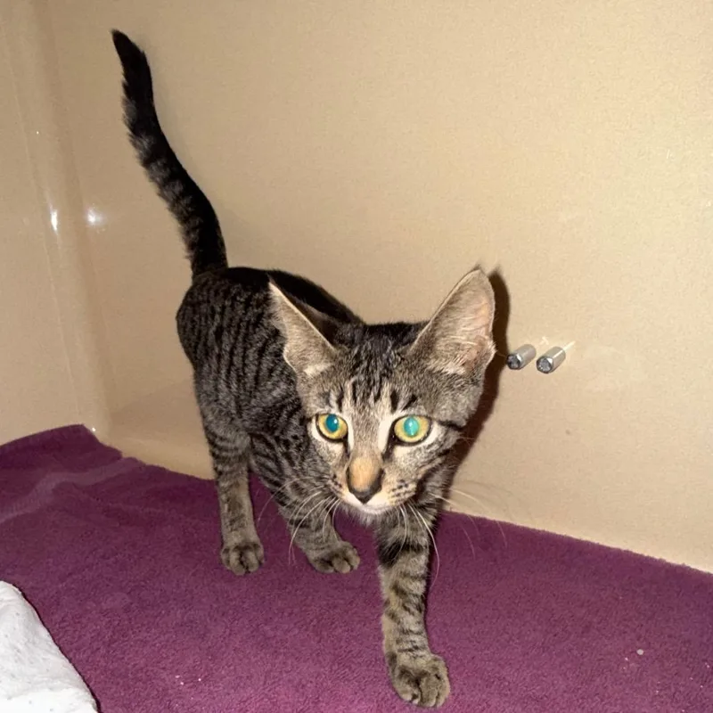 A young medium-sized female Tabby (Gray / Blue / Silver) Domestic Short Hair cat named Stray Cat for adoption in Hays, KS