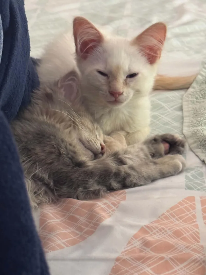 Cecil and Cindy thumbnail 2