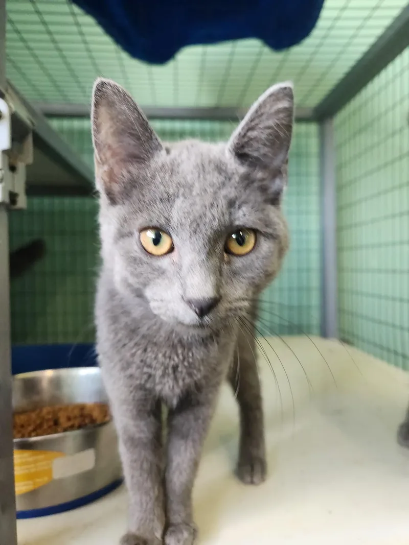 A young medium-sized female Domestic Short Hair cat named Lyric for adoption in Crossville, TN