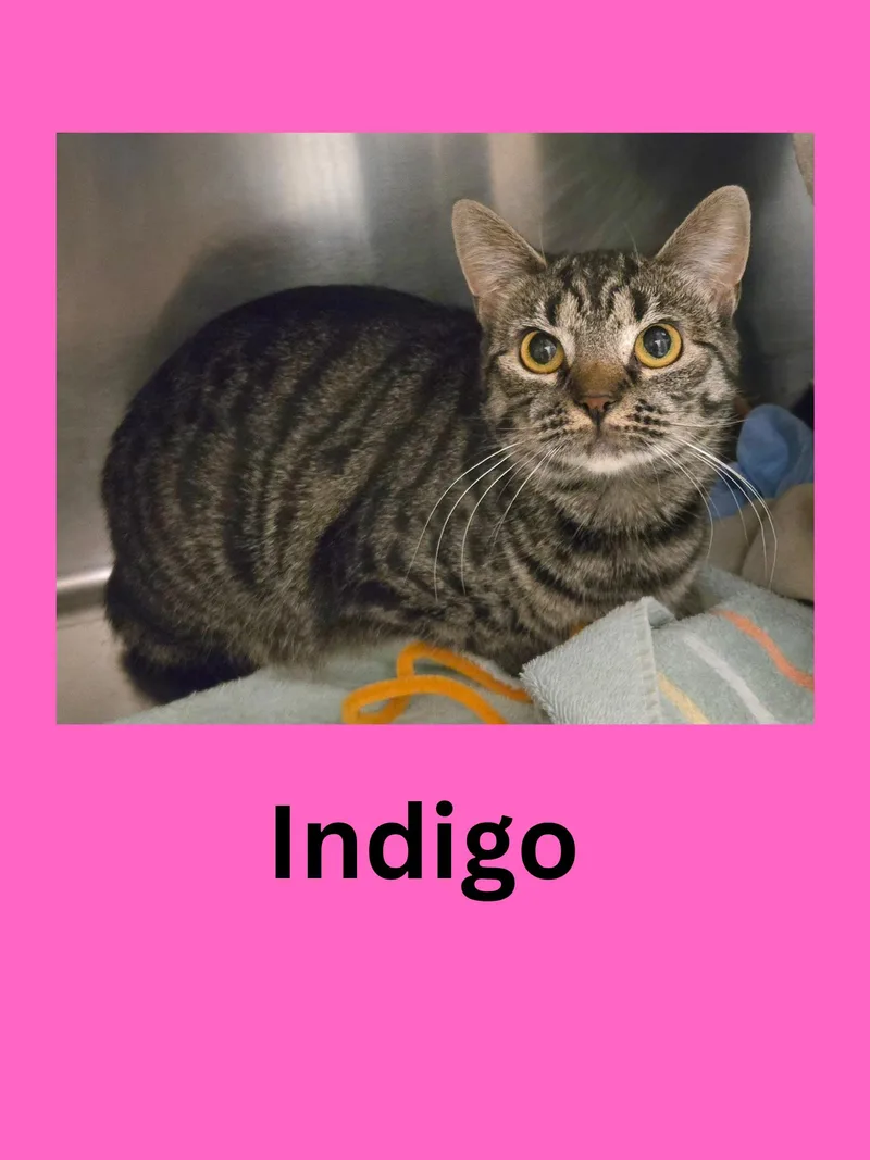 Indigo