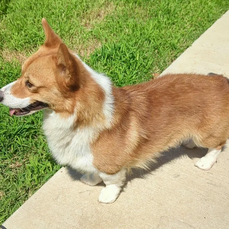 An adult small-sized male Pembroke Welsh Corgi dog named Piper  Corgi Companion for adoption in Tulsa, OK