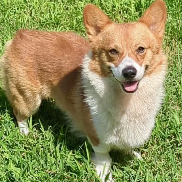 Piper  Corgi Companion thumbnail 2