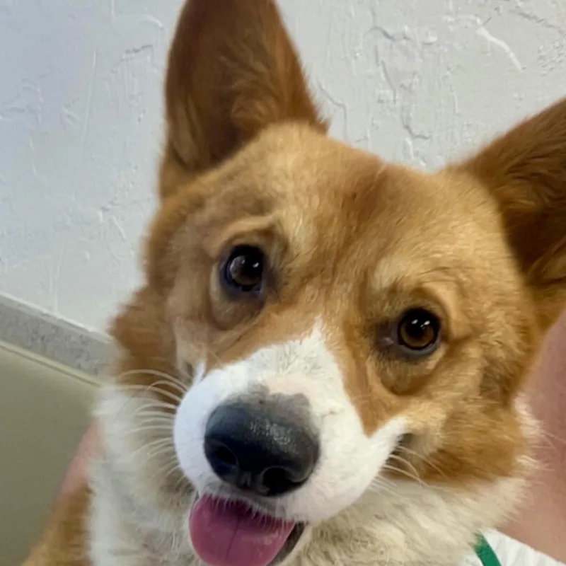 Piper  Corgi Companion thumbnail 3