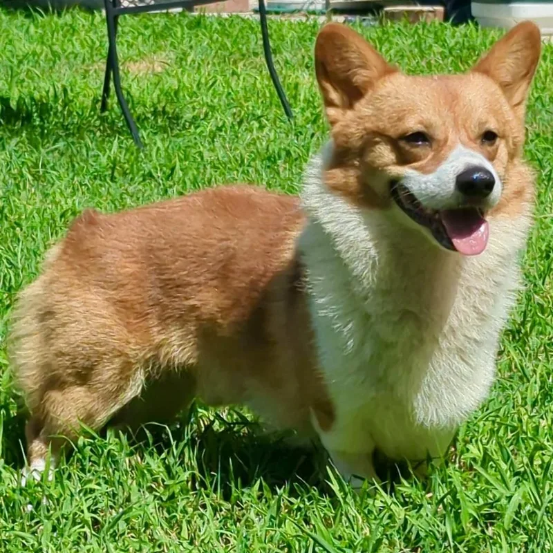 Piper  Corgi Companion thumbnail 4