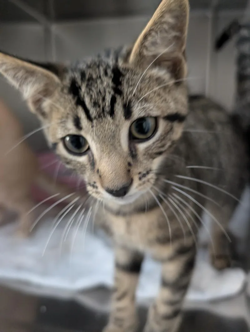A baby small-sized male Tabby (Brown / Chocolate) Domestic Short Hair cat named Watermelon for adoption in Reisterstown, MD