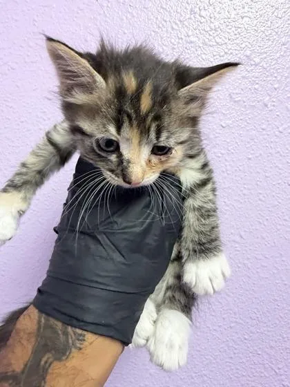 A baby small-sized female Gray / Blue / Silver Domestic Short Hair cat named 61051541 for adoption in El Paso, TX