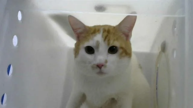 A young medium-sized male Domestic Short Hair cat named Chibi for adoption in Albuquerque, NM