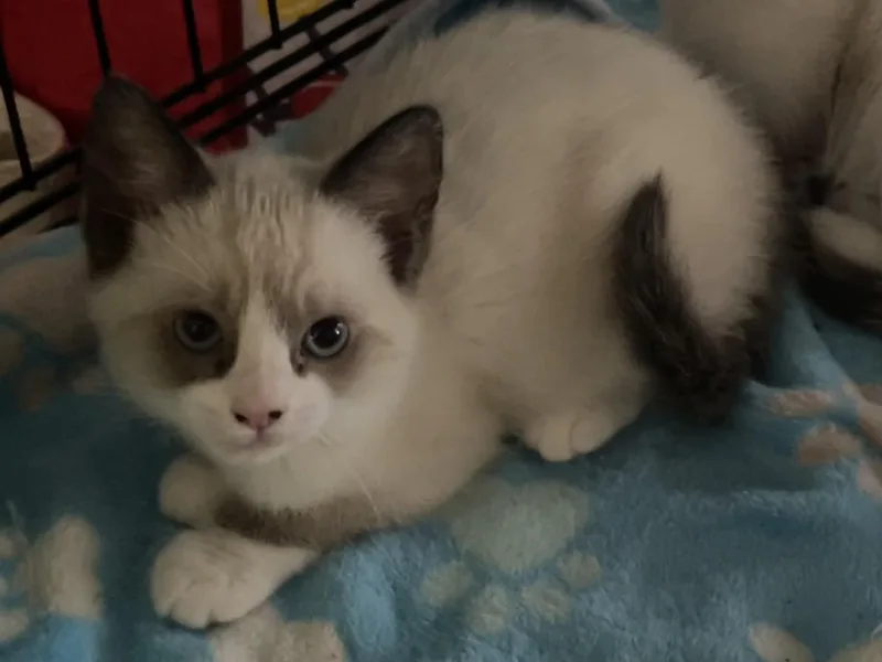 A baby small-sized female Domestic Short Hair cat named Sammie for adoption in South Pasadena, CA
