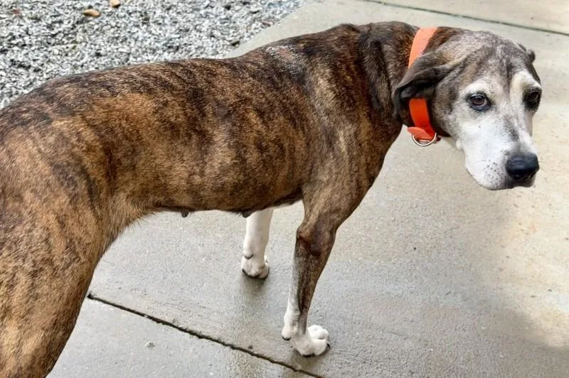 A senior medium-sized female Brindle Mixed Breed dog named Darcey for adoption in Maryville, TN