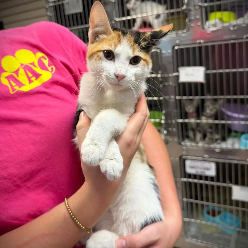 A baby small-sized female Domestic Short Hair cat named Dee Dee for adoption in Ardmore, OK