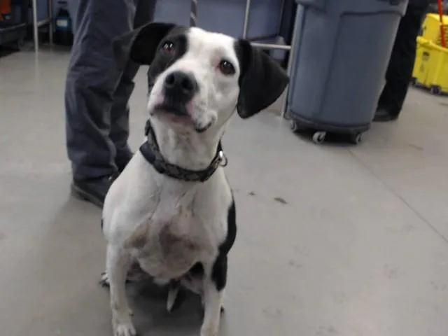 An adult large-sized female Pit Bull Terrier dog named Whistle for adoption in Phoenix, AZ
