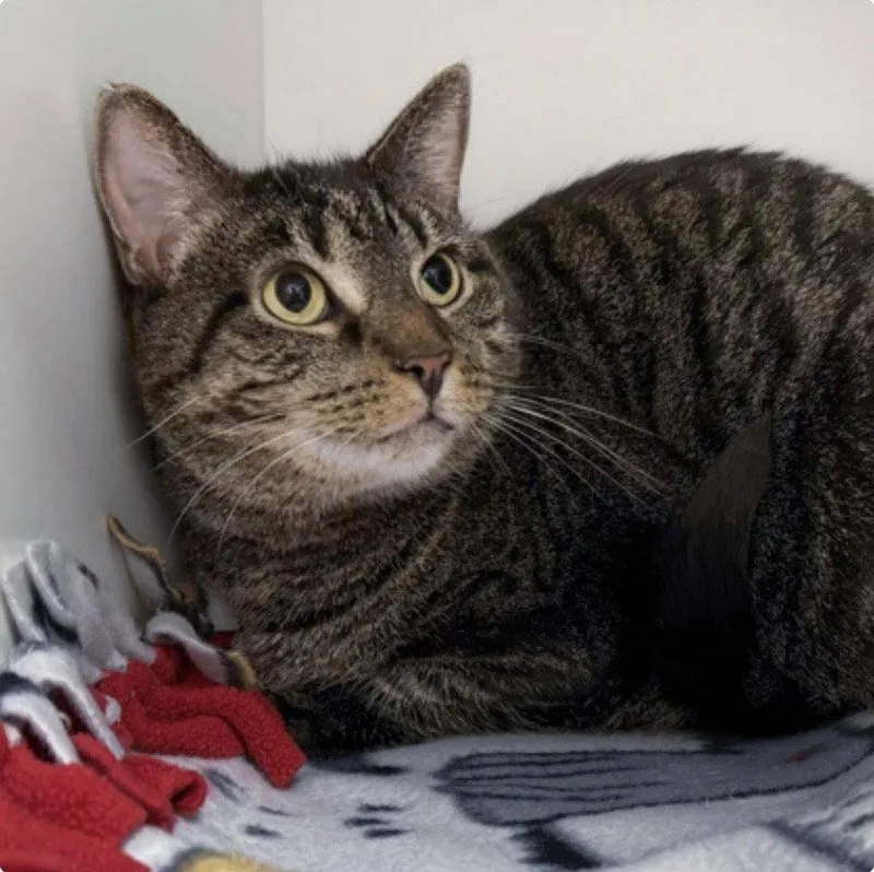 An adult medium-sized female Domestic Short Hair cat named Sashi for adoption in Wheaton, IL