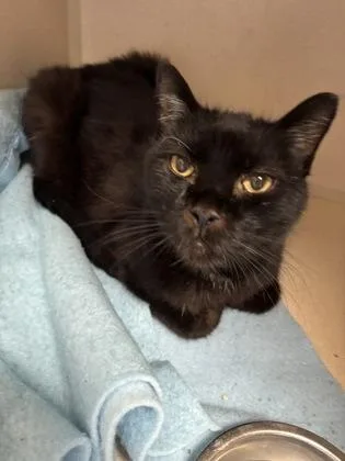 A senior medium-sized male Domestic Short Hair cat named Bakey for adoption in East Brookfield, MA