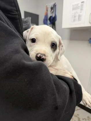 A baby small-sized male Mixed Breed dog named Cloud for adoption in West Chester, PA