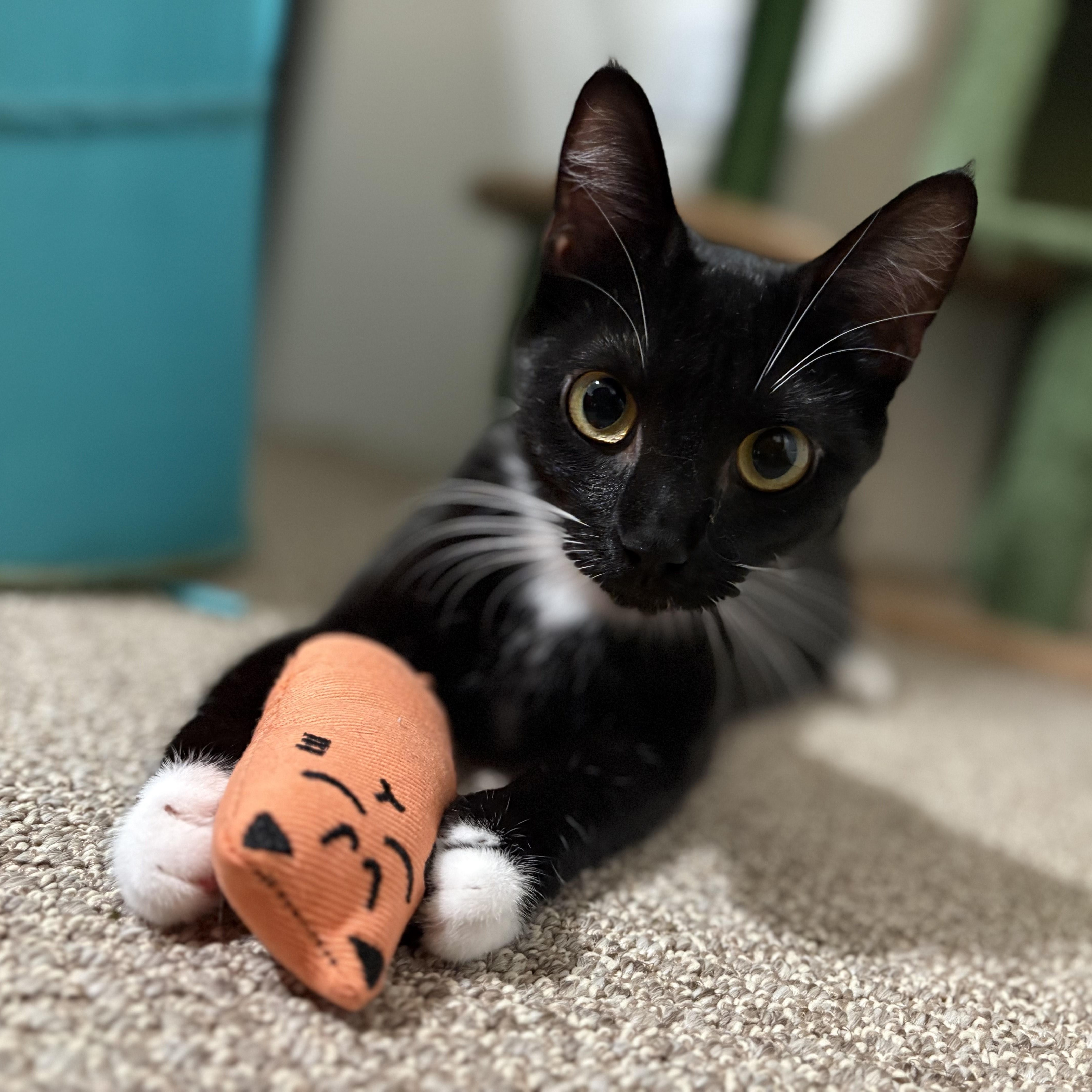 A young medium-sized female Black & White / Tuxedo Domestic Short Hair cat named Mama Mochi for adoption in Davis, CA