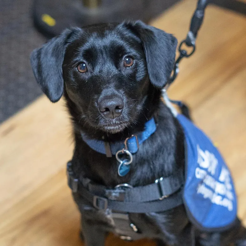 A young medium-sized female Black Labrador Retriever dog named Salem for adoption in Washington, DC