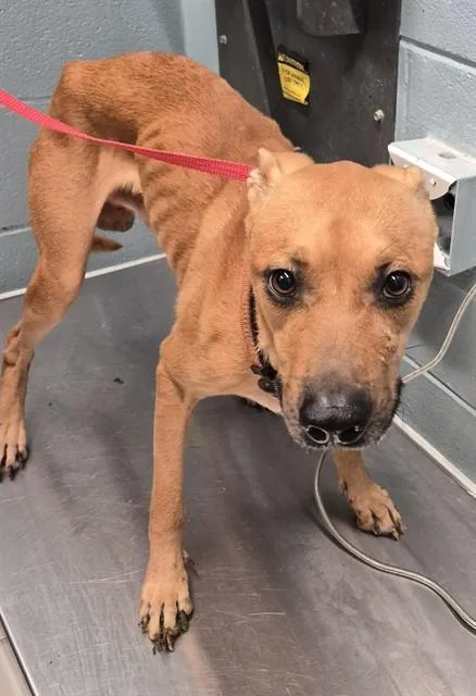 An adult medium-sized male Black Mouth Cur dog named Houdini for adoption in Corpus Christi, TX