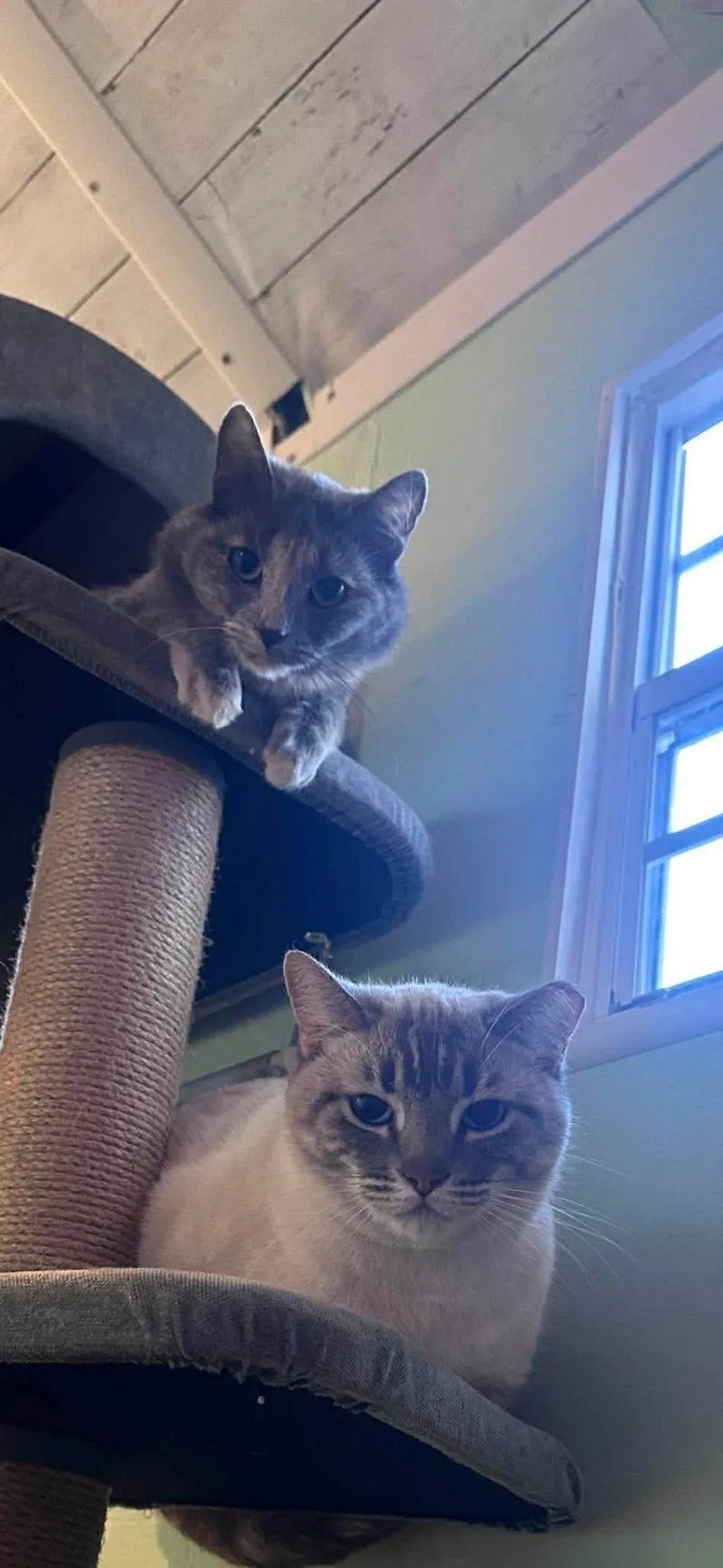 An adult medium-sized female Buff / Tan / Fawn Domestic Short Hair cat named Elsa Hearthstone Bonded With for adoption in Chandler, AZ