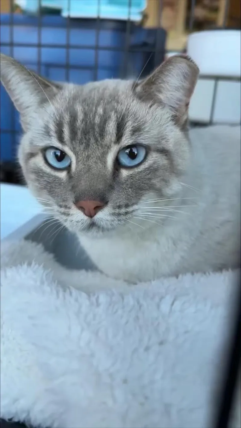 Elsa Hearthstone Bonded With thumbnail 2