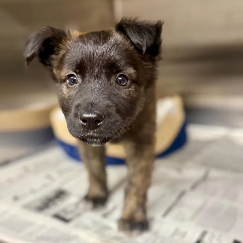 Habanero thumbnail 2