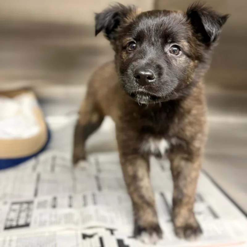 Habanero thumbnail 3