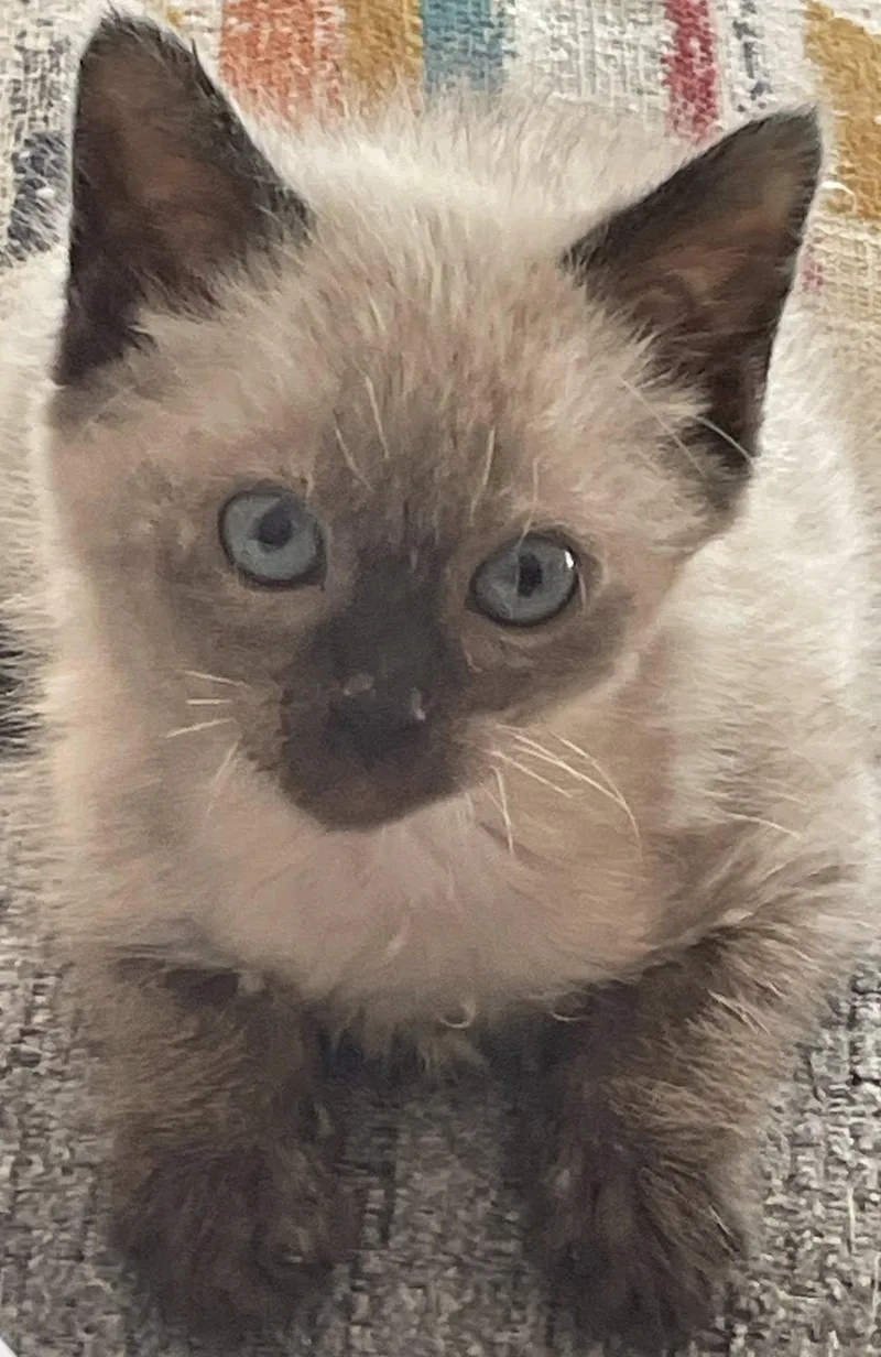 Roo