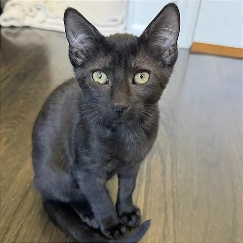 A baby small-sized male Black Domestic Short Hair cat named Willie for adoption in Pleasant Hill, CA