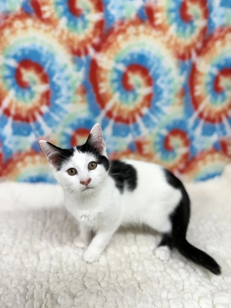 A young medium-sized female Black & White / Tuxedo Domestic Short Hair cat named Bessie for adoption in Upper Sandusky, OH