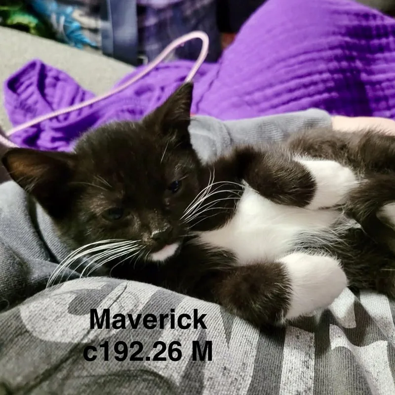 A baby medium-sized male Domestic Short Hair cat named Maverick for adoption in Batavia, NY