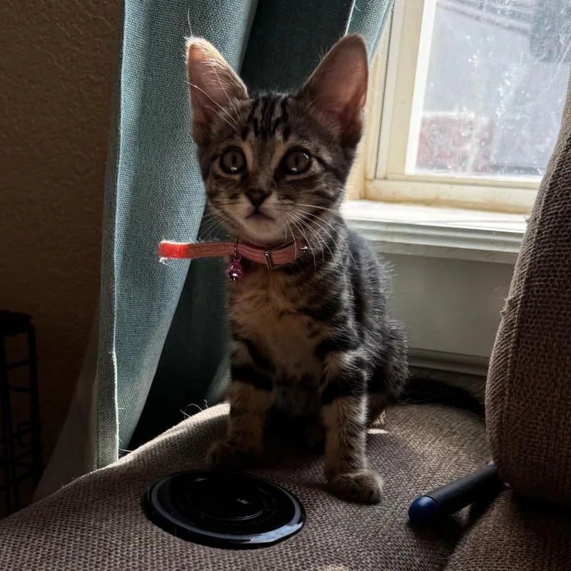 A baby small-sized female Brown / Chocolate Domestic Short Hair cat named Valentina for adoption in Midland, TX