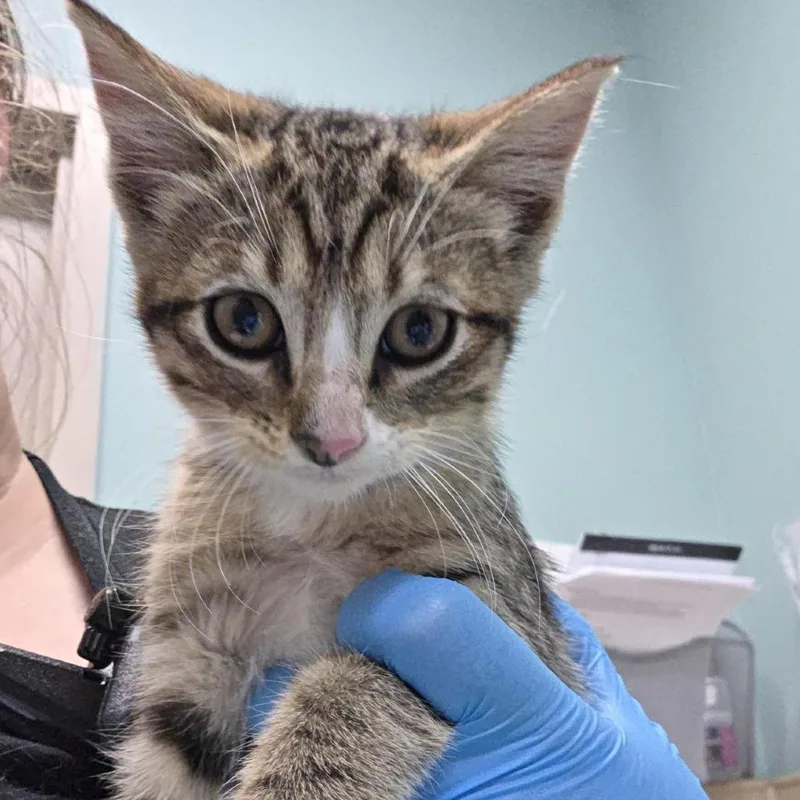 A baby small-sized female Brown / Chocolate Domestic Short Hair cat named Operation for adoption in Tacoma, WA