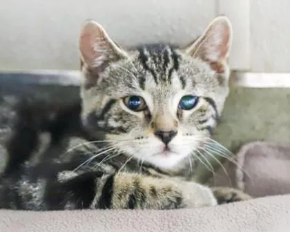 A baby small-sized male Domestic Short Hair cat named Fireworks for adoption in West Seneca, NY