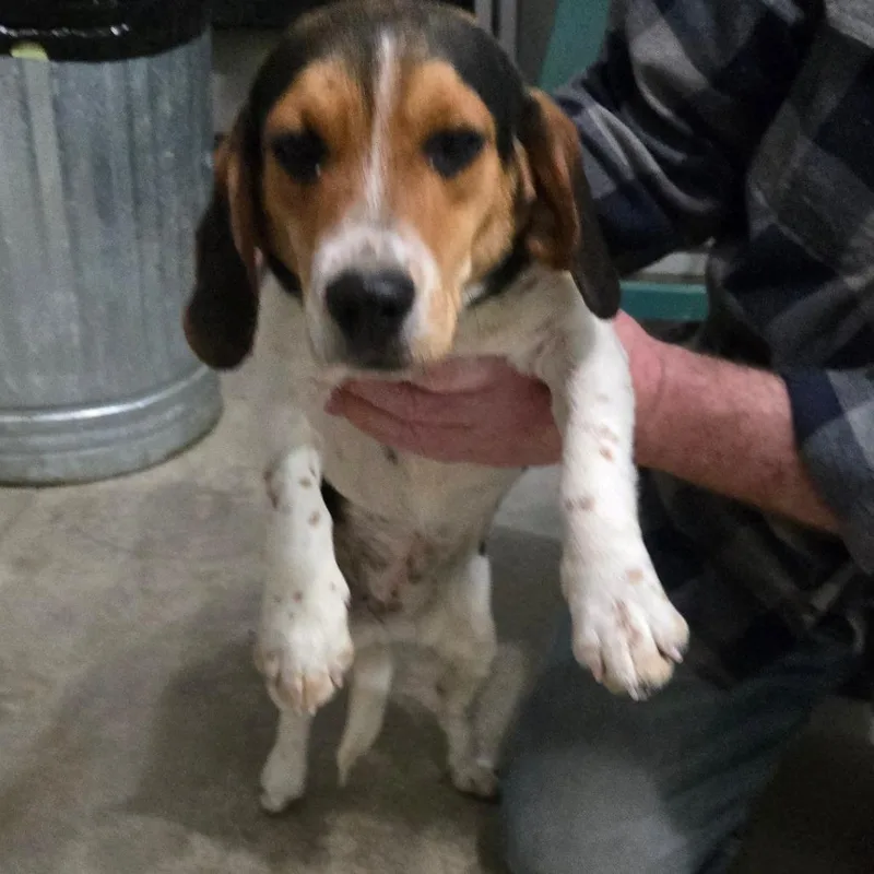 A young small-sized female Brown / Chocolate Beagle dog named Lulu for adoption in Southington, OH