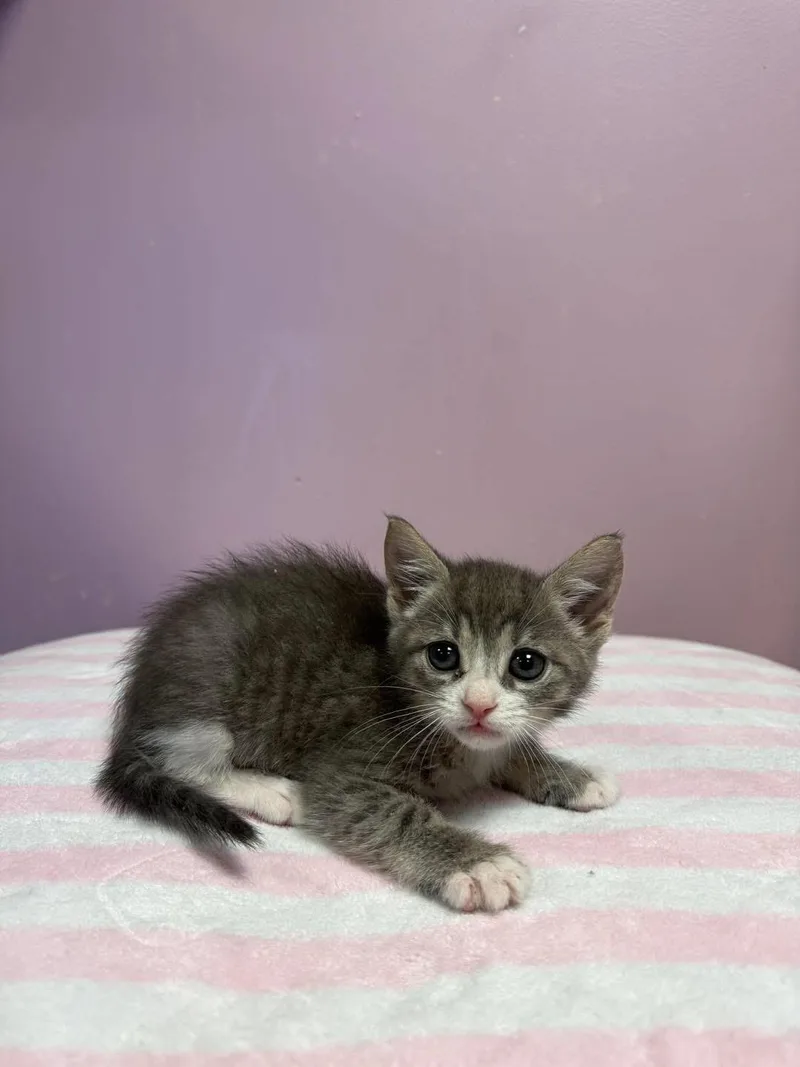 A young small-sized female Tabby (Gray / Blue / Silver) Domestic Short Hair cat named Suki for adoption in Freeport, NY