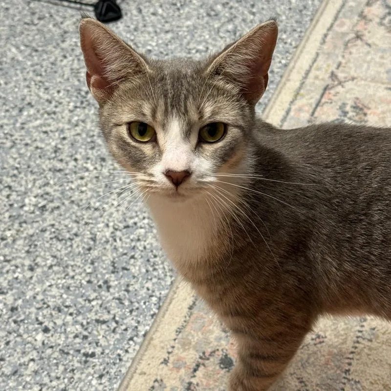 A young medium-sized female Gray / Blue / Silver Domestic Short Hair cat named SandyGrace for adoption in Boston, MA